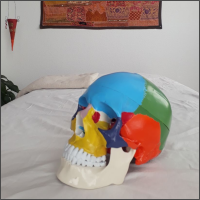 Cranio Therapie, Schädelbild